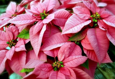 Poinsettia - poinsettia, flower, pink, red