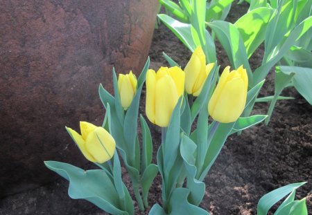 seasonal celebrations with flowers 27 - soil, Yellow, Flowers, garden, green, photography, brown, Tulips