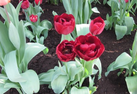 seasonal celebrations with flowers 28 - red, garden, soil, brown, tulips, flowers, photography, green