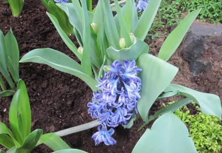 seasonal celebrations with flowers 42 - soil, Flowers, garden, photography, brown, Green, Hyacinths, Blue