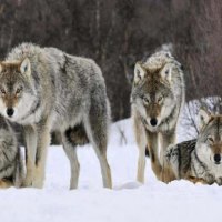 Wolf Pack