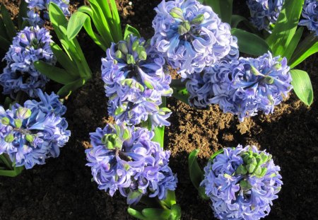 seasonal celebrations with flowers 48 - garden, soil, brown, flowers, photography, hyacinths, blue, green