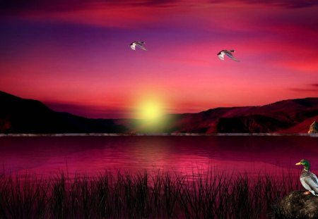 Scarlet Sunset 1920x1080 - lakes, ducks, sunsets, water, mallard, mountains