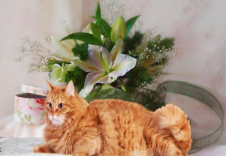 Orange cat - flowers, cushion, box, cat