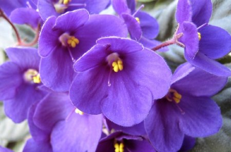 Purple flowers