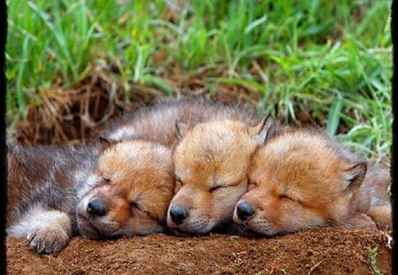 Nap time - wolves, three, sleeping, pups, babies