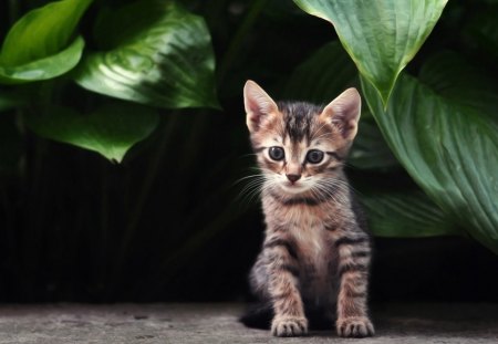 Cat - sleepy, cute, beautiful, cat, sleeping, kitty, cats, hat, cat face, paws, face, animals, pretty, beauty, sweet, kitten, lovely