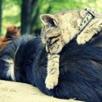 cat and dog sleeping