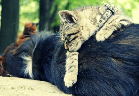 cat and dog sleeping