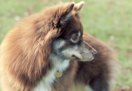 Dog - face, pretty, playful dog, cute, animals, beauty, beautiful, sweet, puppy, bubbles, playful, dogs, puppies, pay, lovely, dog face