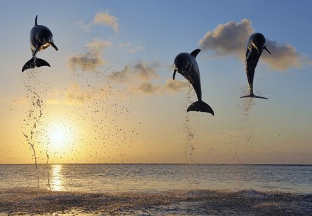 dolphin jump - sunsets, jump, sea, dolphin