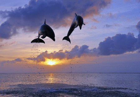 dolphin jump - sunsets, jump, dolphin, sea