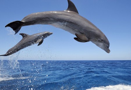 dolphin jump - jump, dolphin, sea, blue