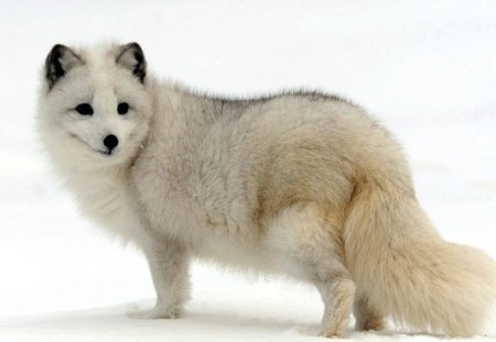 fox - white, fox, wilds, snow