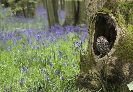 owl - owl, grass, wilds, branch