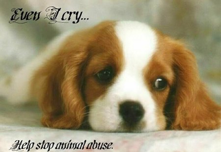 It is up to you - cruelty, animal abuse, puppy, sad