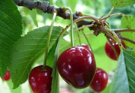 Cherry - Garden, Cherry, Fruit, Tree