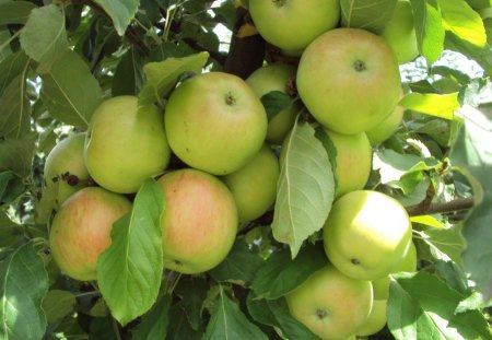 Apple - tree, garden, apple, fruit