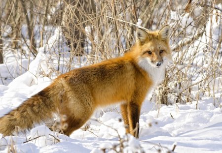 fox - fox, wilds, snow, red