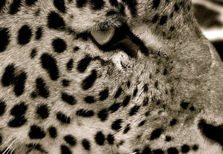 Leopard - leopard, wilds, look, cats