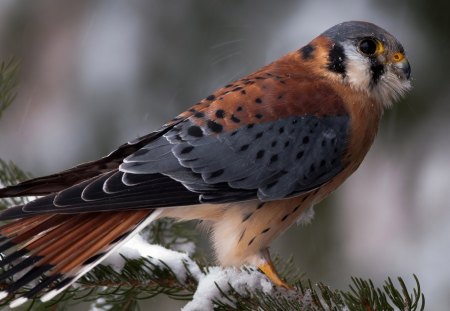 falcon - falcon, wilds, birds, branch