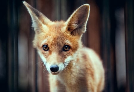 *** Fox *** - red, animal, animals, fox