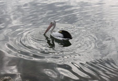 Purifying Water - seagulls, water, reflection, sea, birds