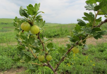 Gooseberry - tree, garden, gooseberry, fruit