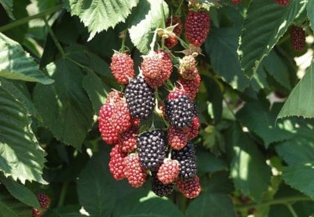 Blackberry - tree, garden, blackberry, fruit