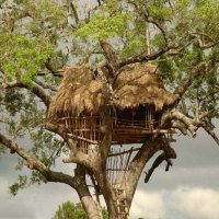 House On Tree