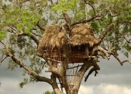 House On Tree - nature, wood, tree, house