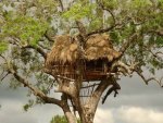 House On Tree