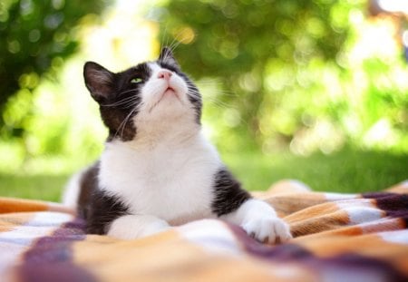 *** Cat on the blanket *** - cats, animal, animals, blanket, cat