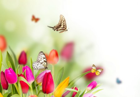 *** Spring time *** - tulips, animal, nature, butterflies, animals