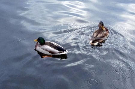 *** Ducks on the water *** - duck, ducks, animals, water, animal