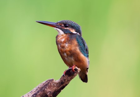 *** Kingfisher *** - animal, animals, bird, kingfisher, birds