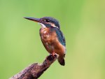 *** Kingfisher ***