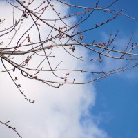 First Buds of Spring