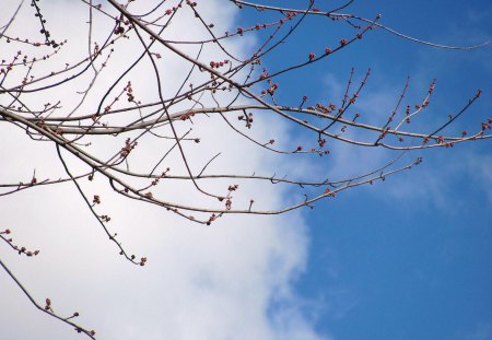 First Buds of Spring - nature, tree limbs, sky, clouds, tree, spring