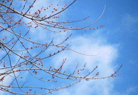 Spring Is Coming - nature, buds, sky, trees, spring, limbs