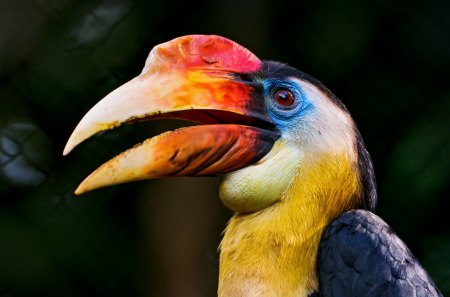 colorful hornbill - nature, colorful, hornbill, bird