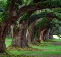 live oaks, oak alley plantation