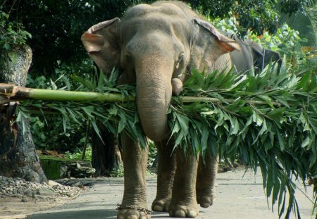 wide load comin through - trees, beautiful, photography, big, animal, nature, elephant, green, jungle