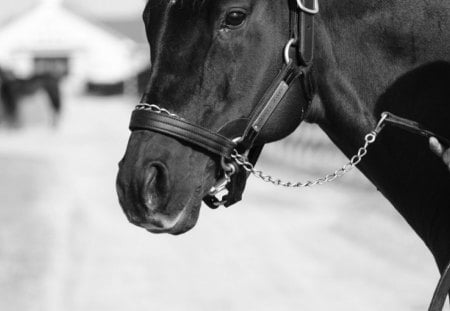 peaceful beauty - beauty, love, photography, black, white, horse, beautiful, animal, sweet