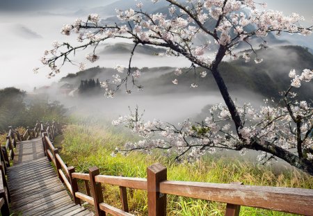 Path to the Mist - wood, morning, landscape, mountains, tree