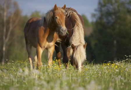 Having Lunch in the field - flowers, lunch, sunny, horses, two, grass, field