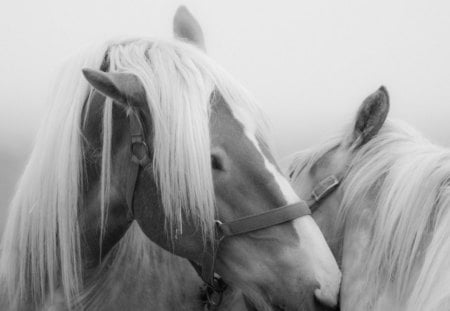 Intimacy - pony, intimacy, black, white, loving, horses, hair