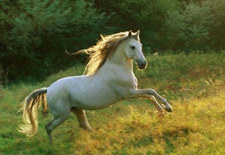 Racing out - white, racing, horse, golden, field, afternoon, grass