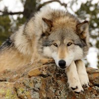 Resting Wolf