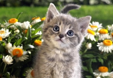 Kitten and Flowers - daisies, spring, kitty, cute